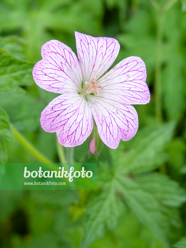 426105 - Géranium (Geranium x oxonianum 'Hollywood')
