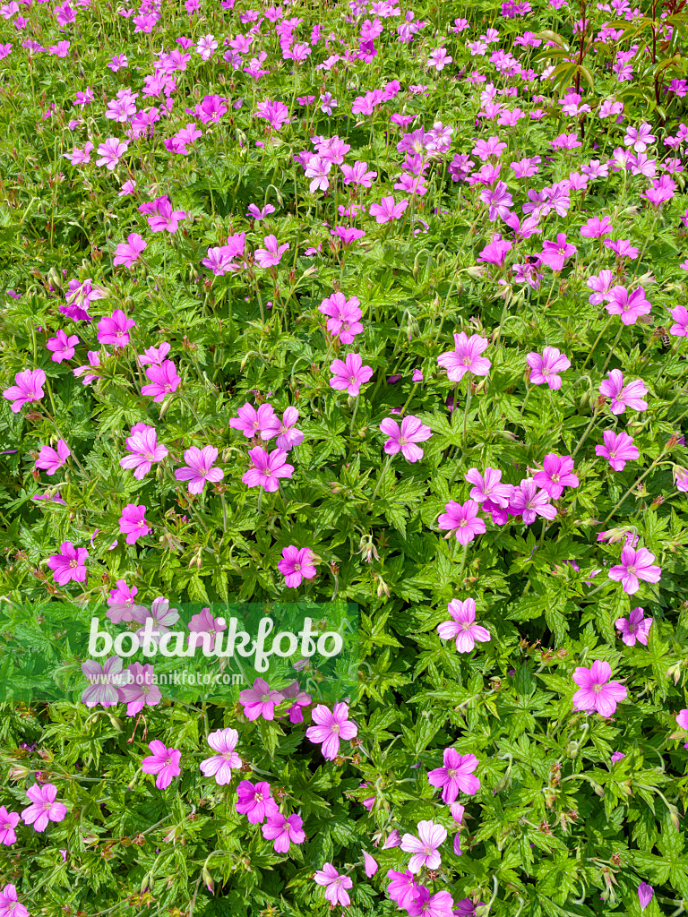426107 - Géranium (Geranium x oxonianum 'Rödbylund')