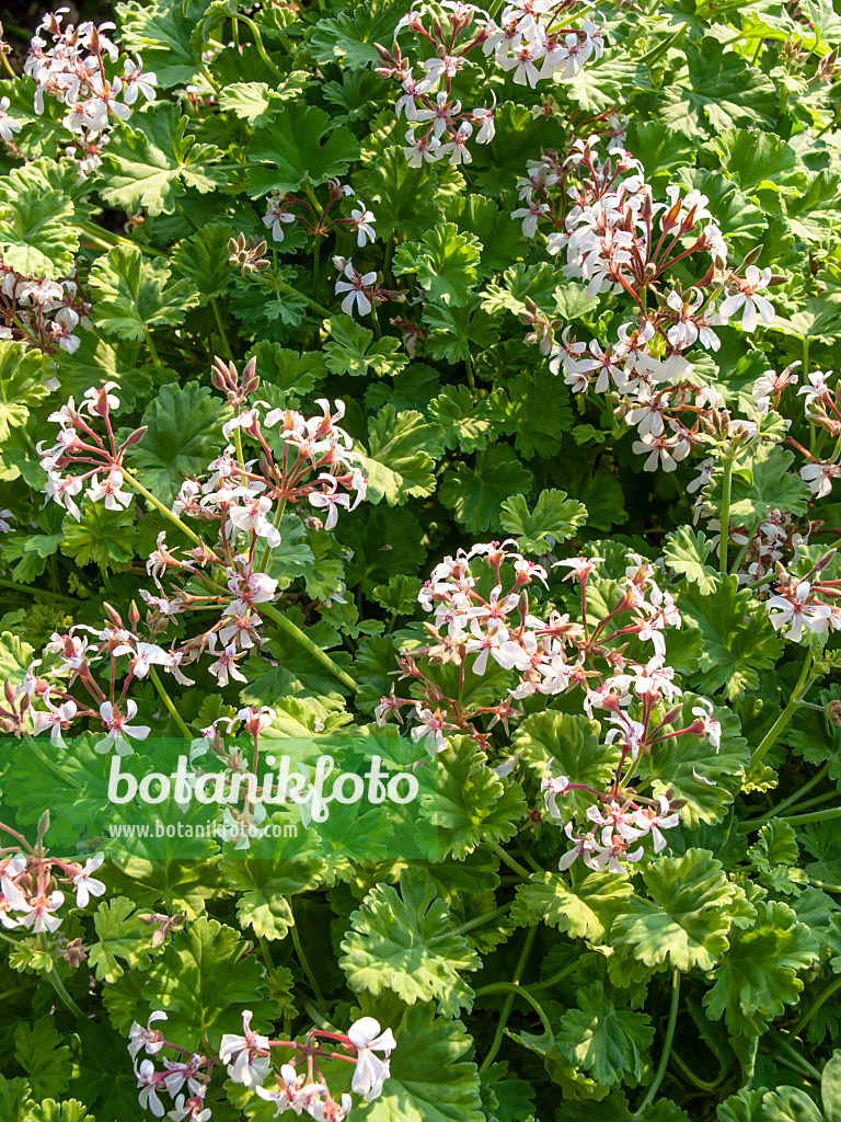 426127 - Géranium odorant (Pelargonium x fragans 'Creamy Nutmeg')