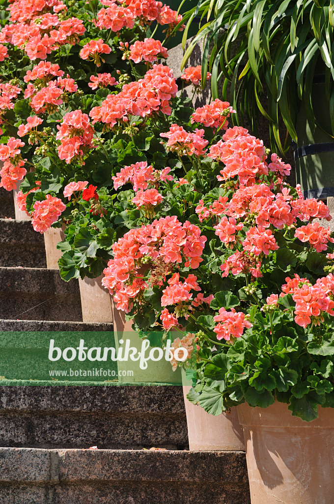 475061 - Géranium (Pelargonium)