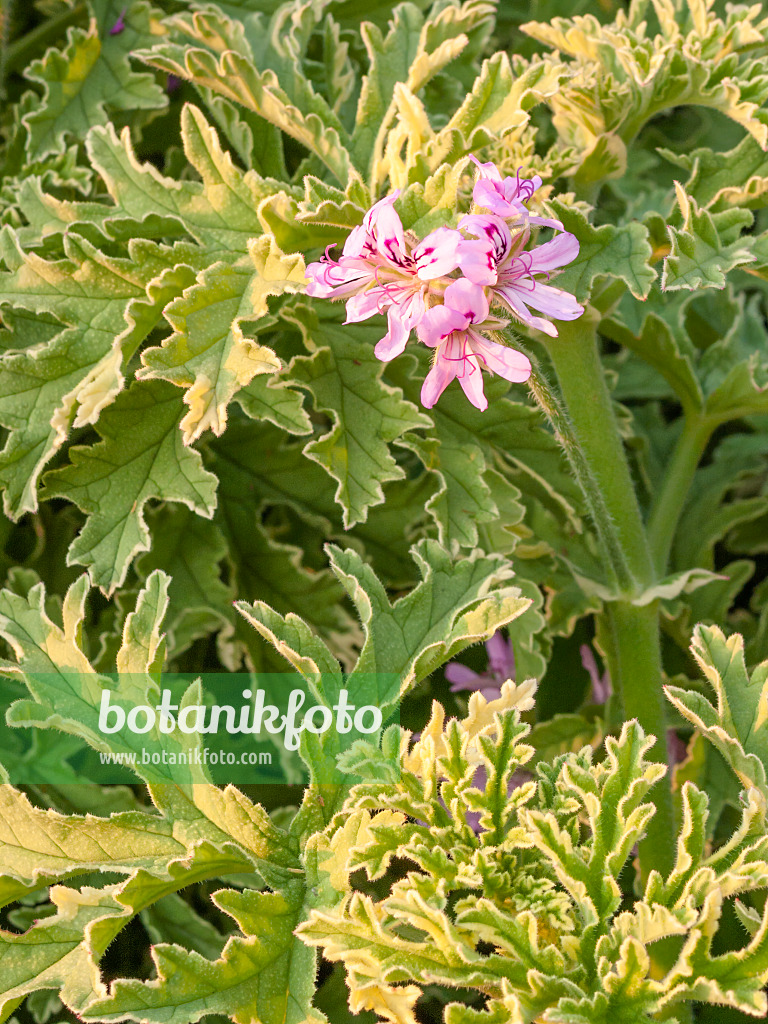 416022 - Géranium rosat (Pelargonium x graveolens 'Lady Plymouth')