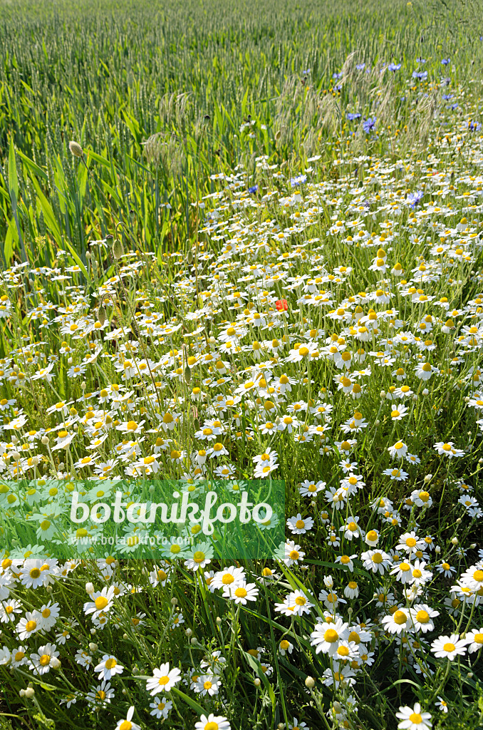 521023 - German chanomile (Matricaria recutita syn. Matricaria chamomilla)
