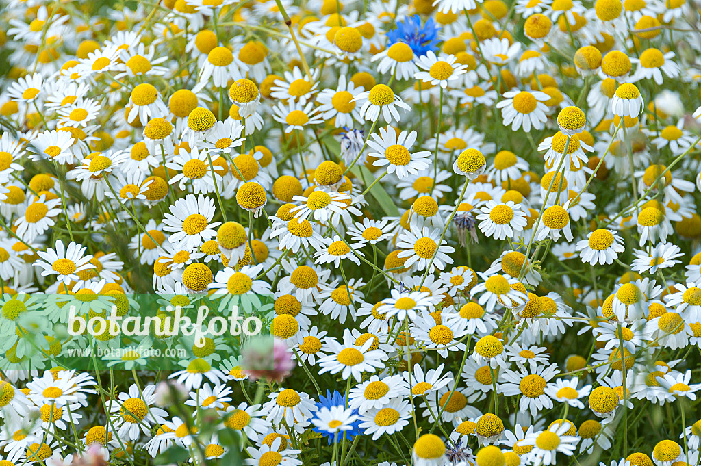 651382 - German chanomile (Matricaria recutita syn. Matricaria chamomilla)
