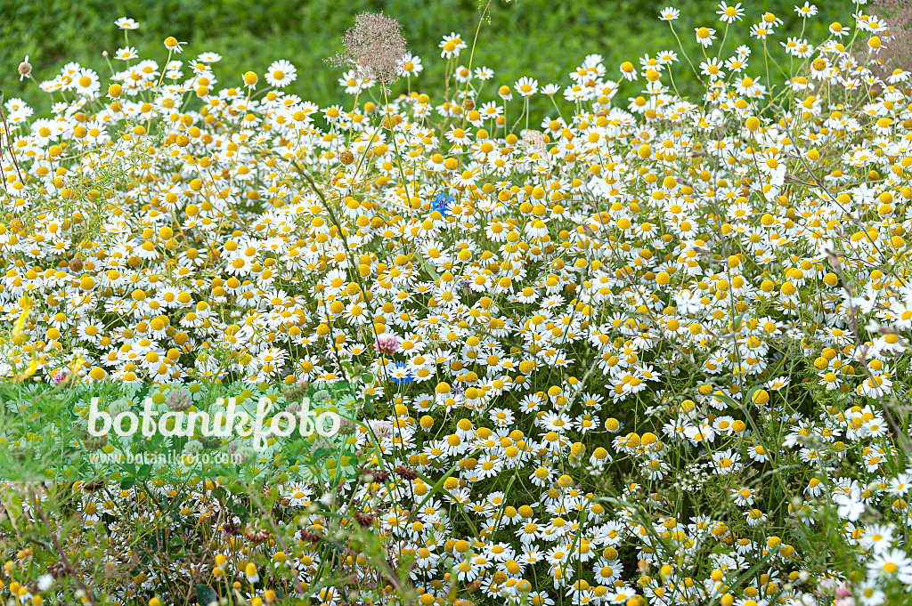 651383 - German chanomile (Matricaria recutita syn. Matricaria chamomilla)