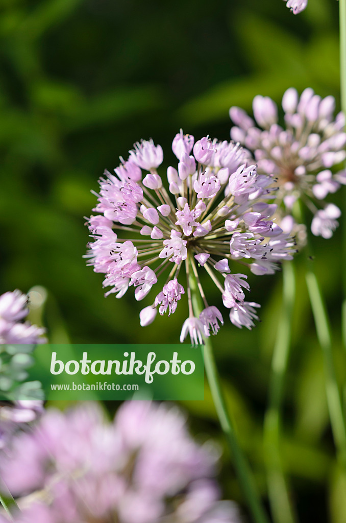 534294 - German garlic (Allium senescens subsp. senescens)