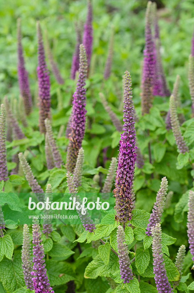 497114 - Germander (Teucrium hircanicum)