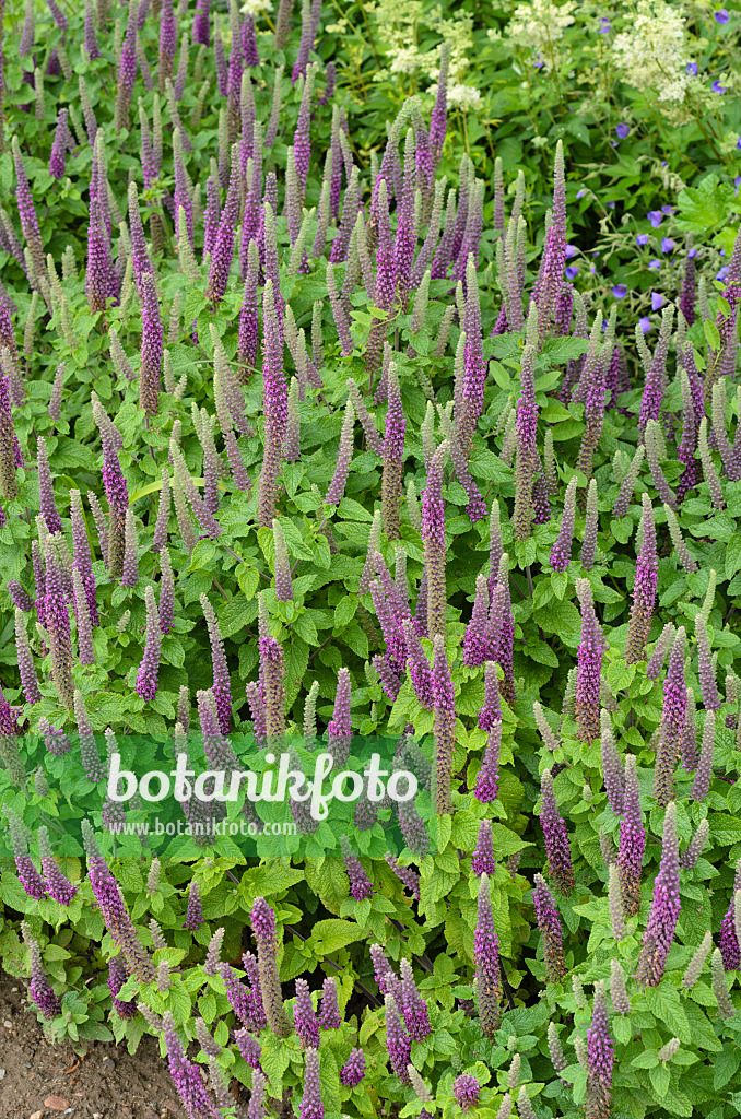 497115 - Germandrée du Caucase (Teucrium hircanicum)