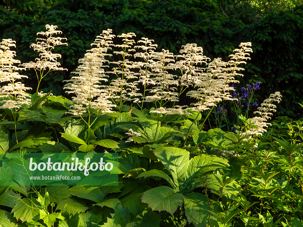 438189 - Gestieltblättriges Schaublatt (Rodgersia podophylla)