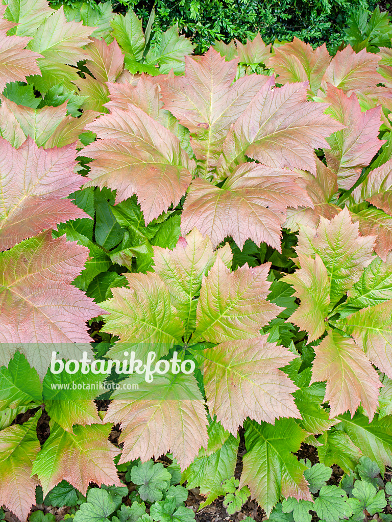 450035 - Gestieltblättriges Schaublatt (Rodgersia podophylla)