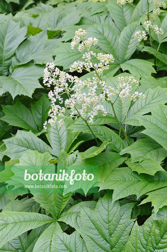 472246 - Gestieltblättriges Schaublatt (Rodgersia podophylla)