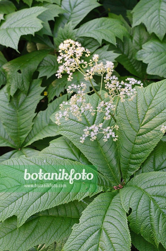 472247 - Gestieltblättriges Schaublatt (Rodgersia podophylla)