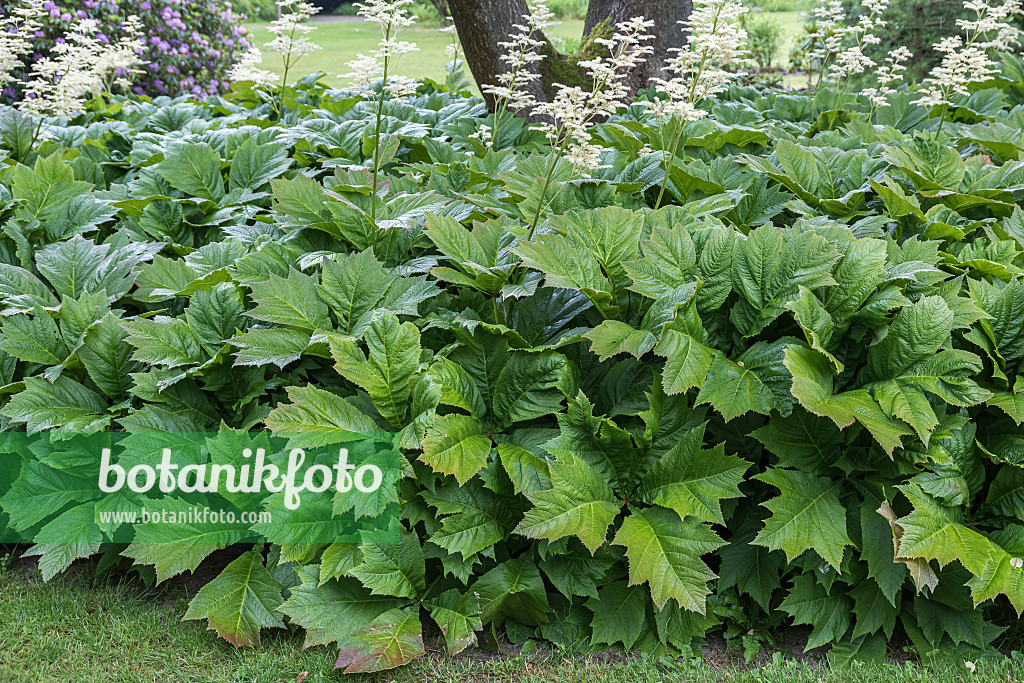 651483 - Gestieltblättriges Schaublatt (Rodgersia podophylla)