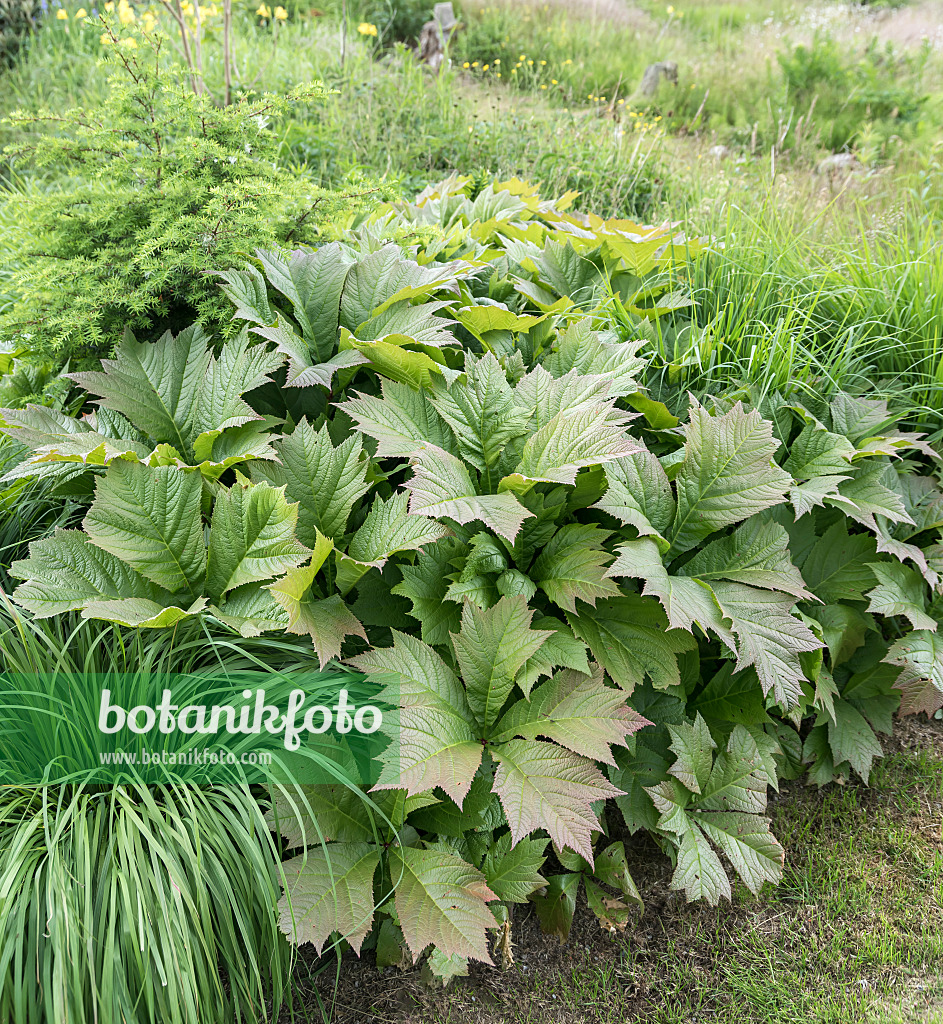 651486 - Gestieltblättriges Schaublatt (Rodgersia podophylla)