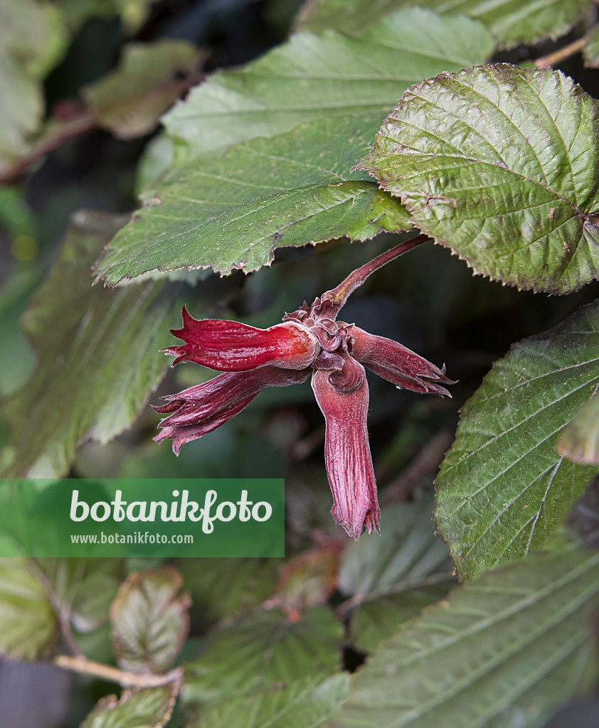651199 - Gewöhnliche Hasel (Corylus avellana 'Rote Zellernuss')