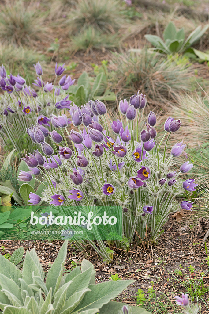 664348 - Gewöhnliche Küchenschelle (Pulsatilla vulgaris)