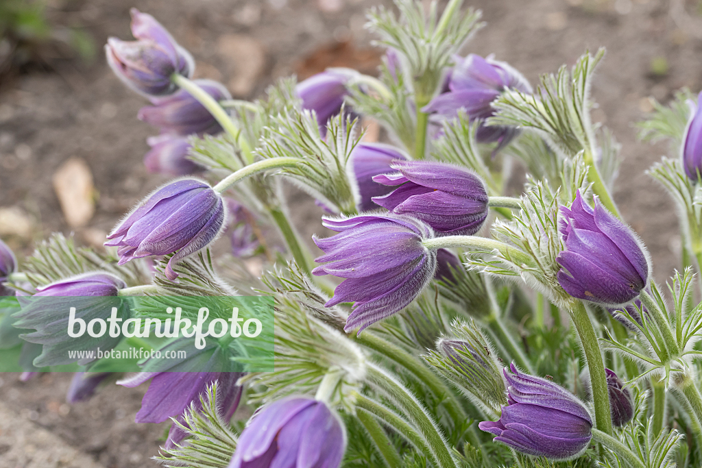664351 - Gewöhnliche Küchenschelle (Pulsatilla vulgaris)