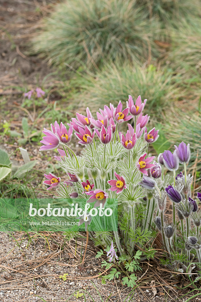 664345 - Gewöhnliche Küchenschelle (Pulsatilla vulgaris 'Rubra')