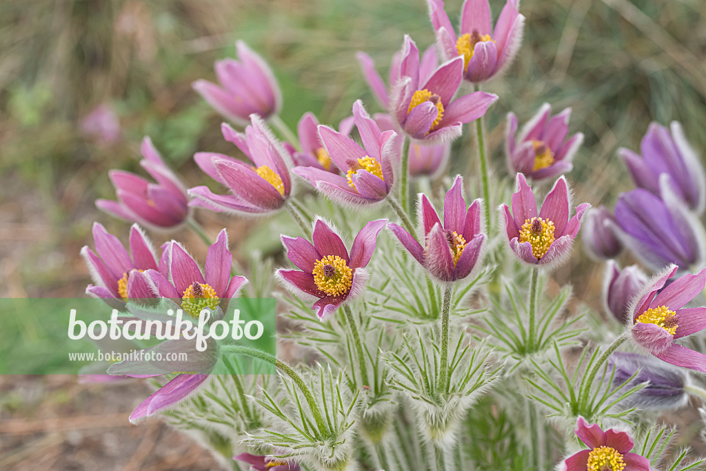 664346 - Gewöhnliche Küchenschelle (Pulsatilla vulgaris 'Rubra')