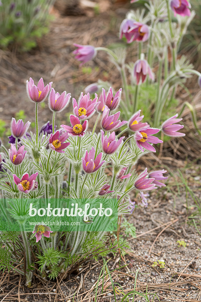 664347 - Gewöhnliche Küchenschelle (Pulsatilla vulgaris 'Rubra')