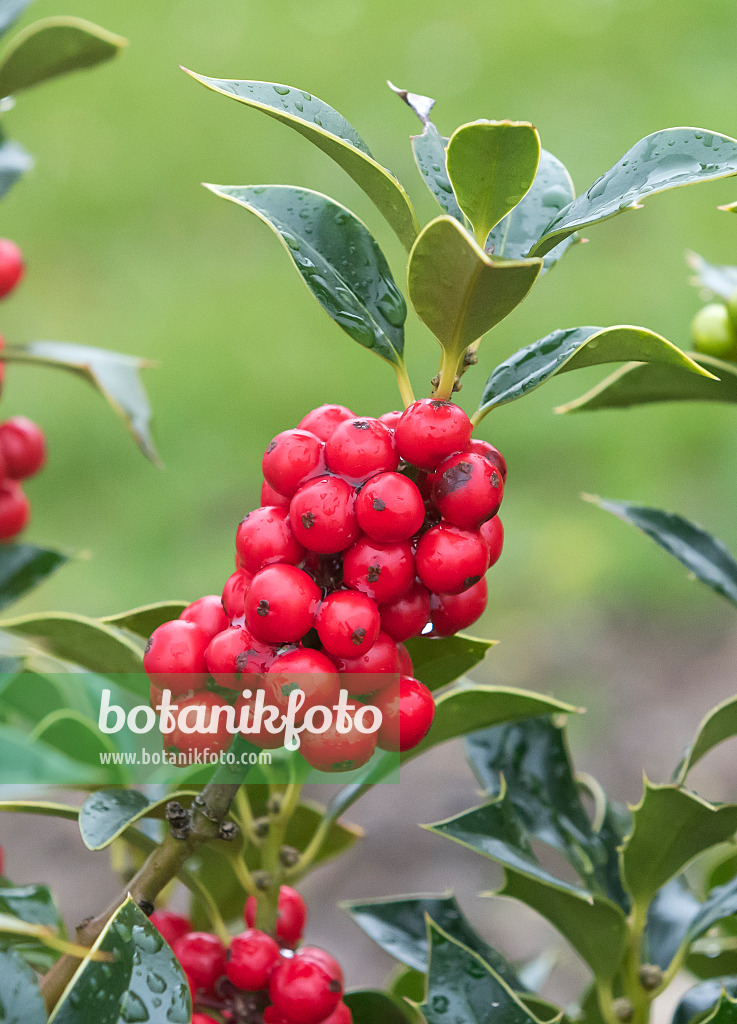 651336 - Gewöhnliche Stechpalme (Ilex aquifolium 'Alaska')