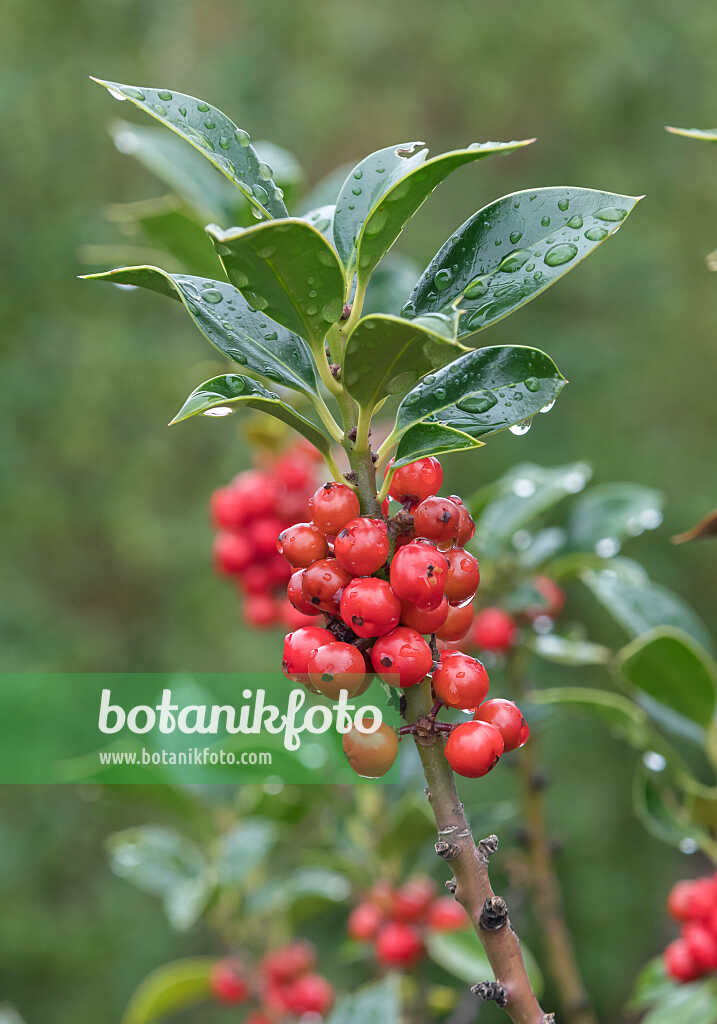 675171 - Gewöhnliche Stechpalme (Ilex aquifolium 'Alaska')