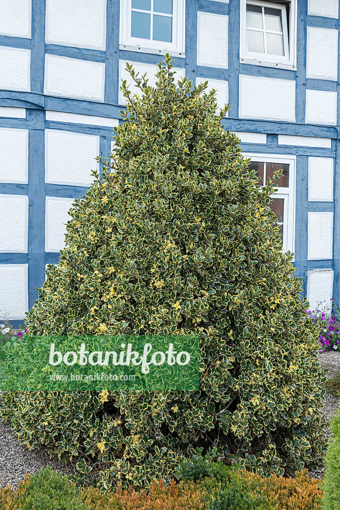 675173 - Gewöhnliche Stechpalme (Ilex aquifolium 'Argentea Marginata')