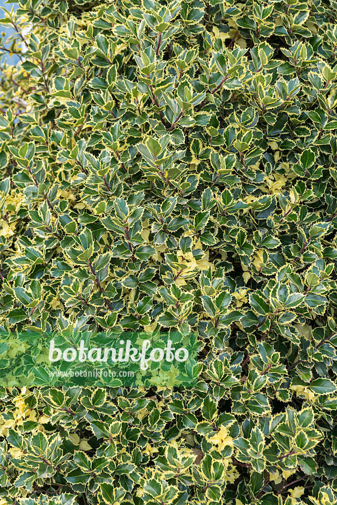 675174 - Gewöhnliche Stechpalme (Ilex aquifolium 'Argentea Marginata')