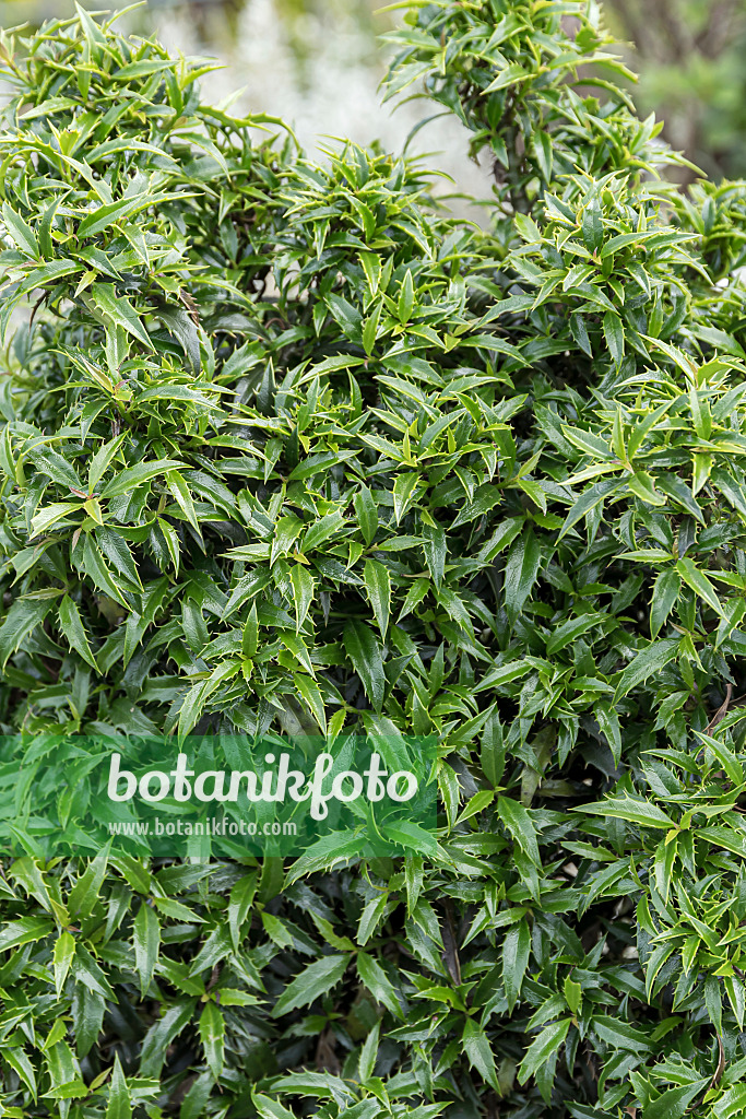651340 - Gewöhnliche Stechpalme (Ilex aquifolium 'Heckenzwerg')