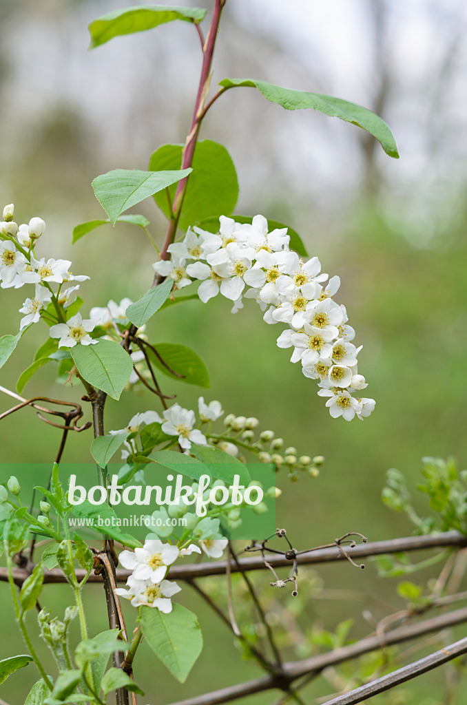 531053 - Gewöhnliche Traubenkirsche (Prunus padus)