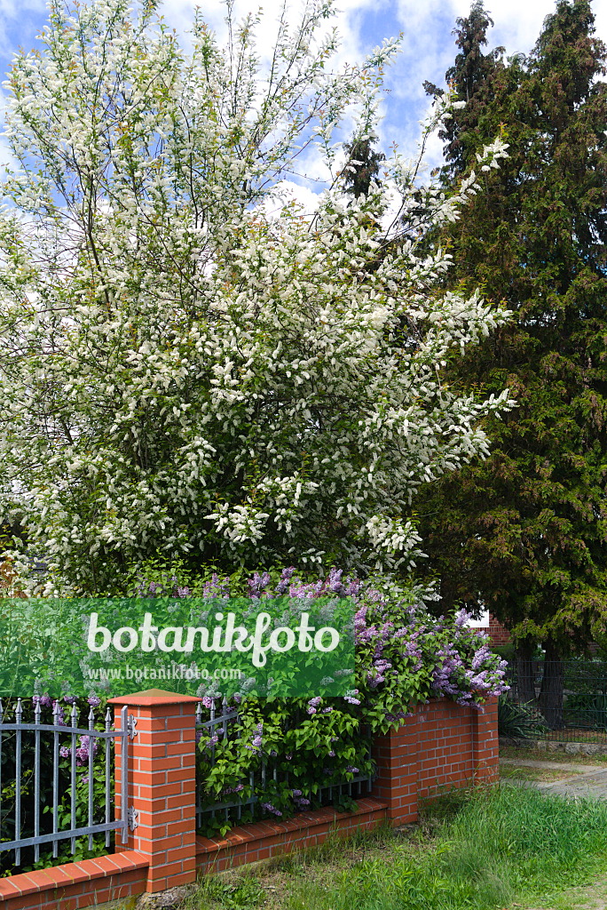 671009 - Gewöhnliche Traubenkirsche (Prunus padus) und Flieder (Syringa)