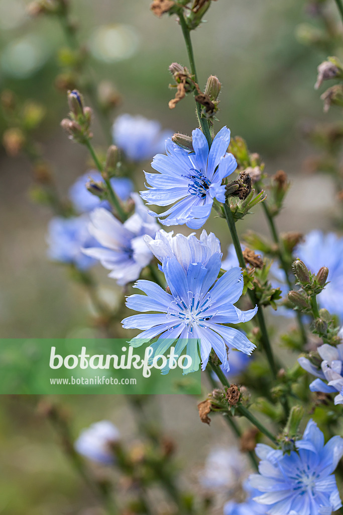 651172 - Gewöhnliche Wegwarte (Cichorium intybus)