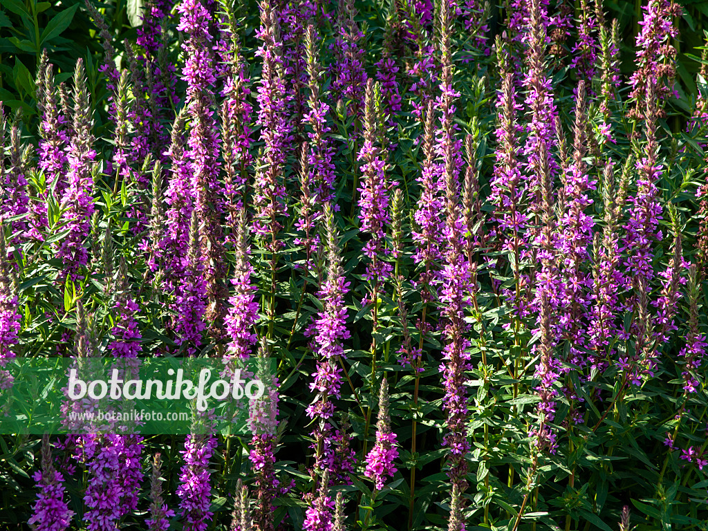 439240 - Gewöhnlicher Blutweiderich (Lythrum salicaria)