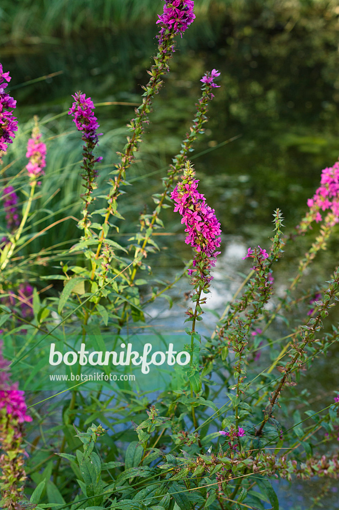 511311 - Gewöhnlicher Blutweiderich (Lythrum salicaria 'Zigeunerblut')