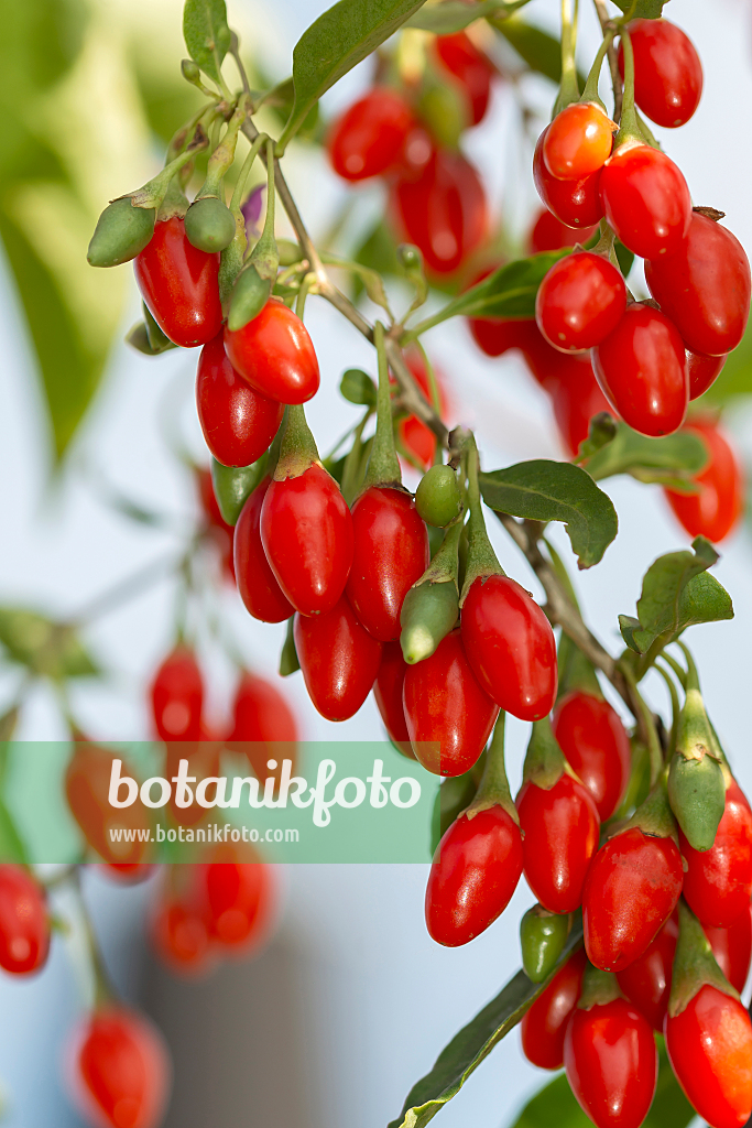 664244 - Gewöhnlicher Bocksdorn (Lycium barbarum 'Sweet Lifeberry')