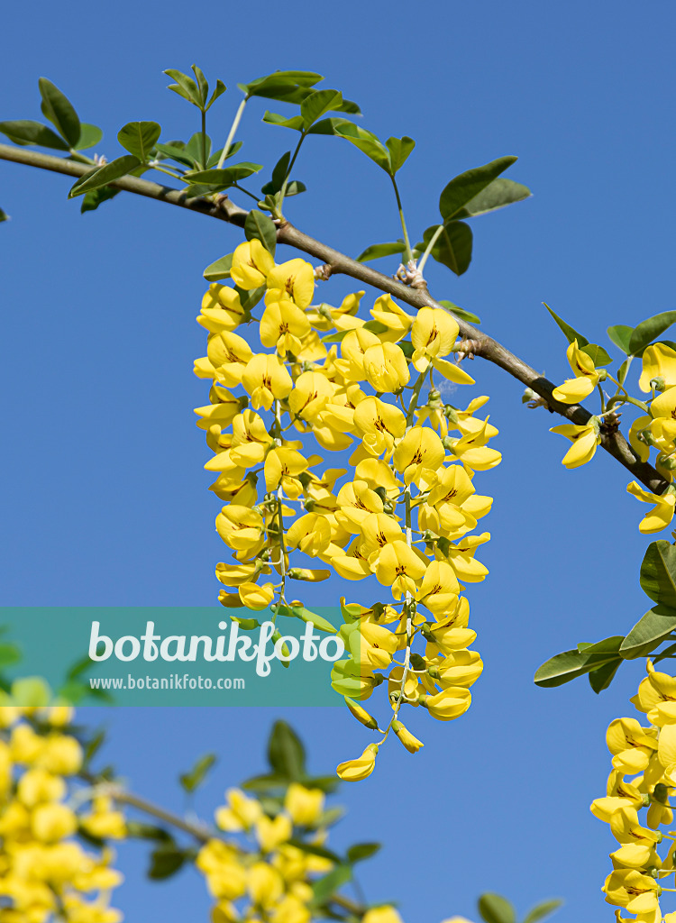 651359 - Gewöhnlicher Goldregen (Laburnum anagyroides)