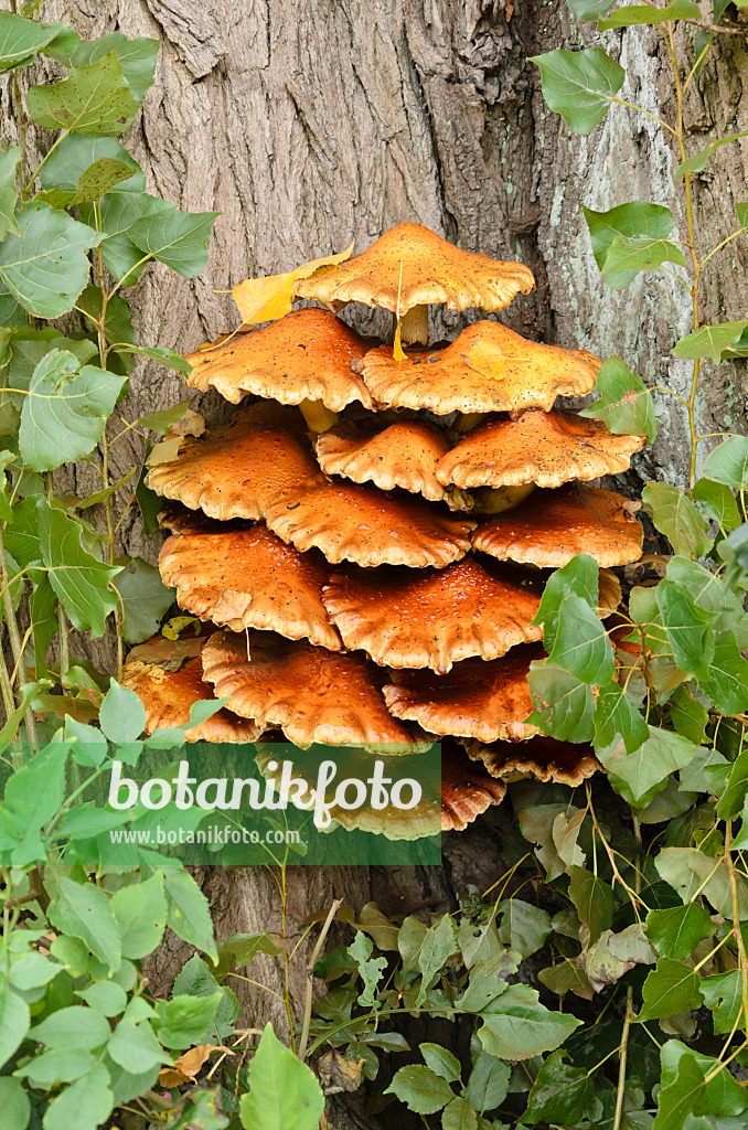 525385 - Gewöhnlicher Schwefelporling (Laetiporus sulphureus)