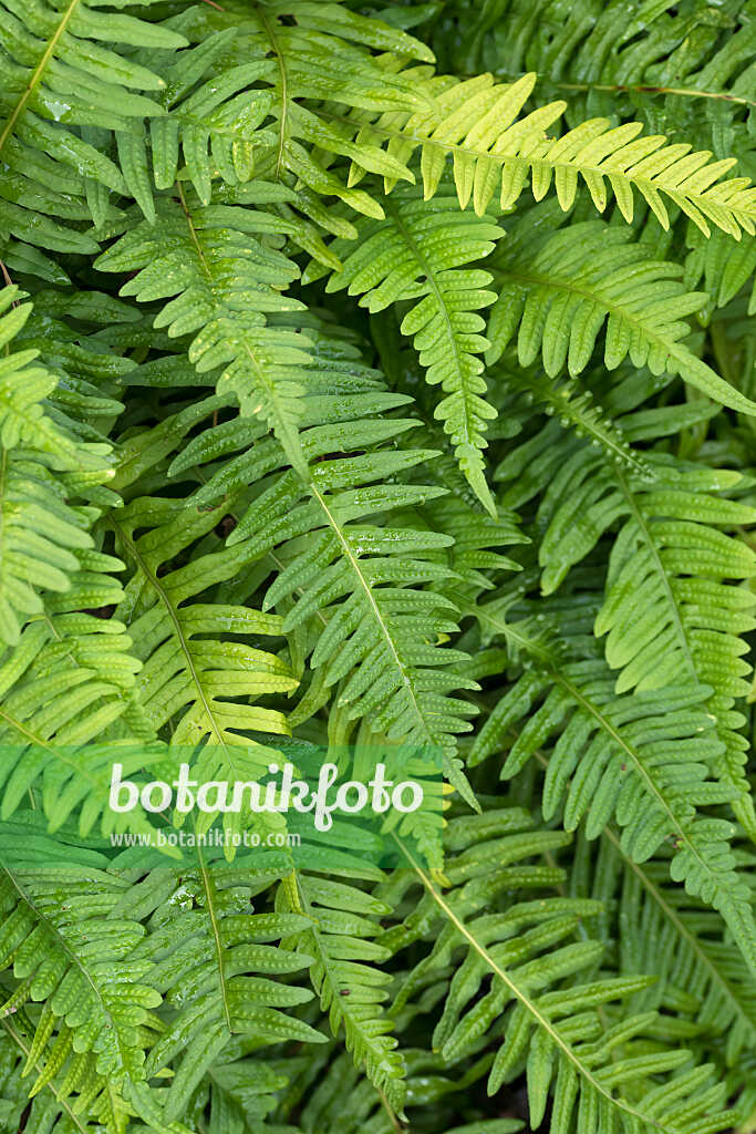 675284 - Gewöhnlicher Tüpfelfarn (Polypodium vulgare)