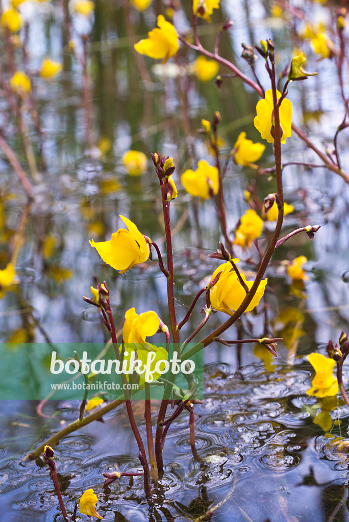 608142 - Gewöhnlicher Wasserschlauch (Utricularia vulgaris)