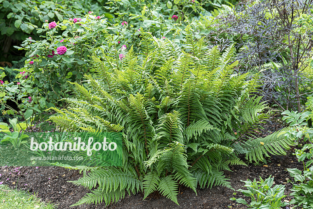 651225 - Gewöhnlicher Wurmfarn (Dryopteris filix-mas)