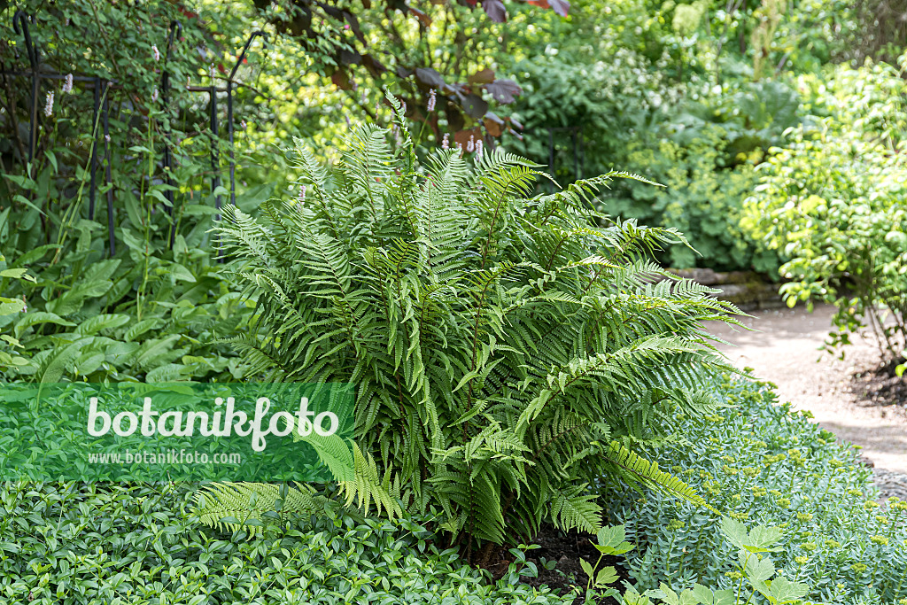 651226 - Gewöhnlicher Wurmfarn (Dryopteris filix-mas)