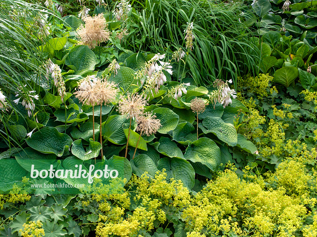 462059 - Giant allium (Allium Globemaster), plantain lily (Hosta sieboldiana 'Elegans') and lady's mantle (Alchemilla)