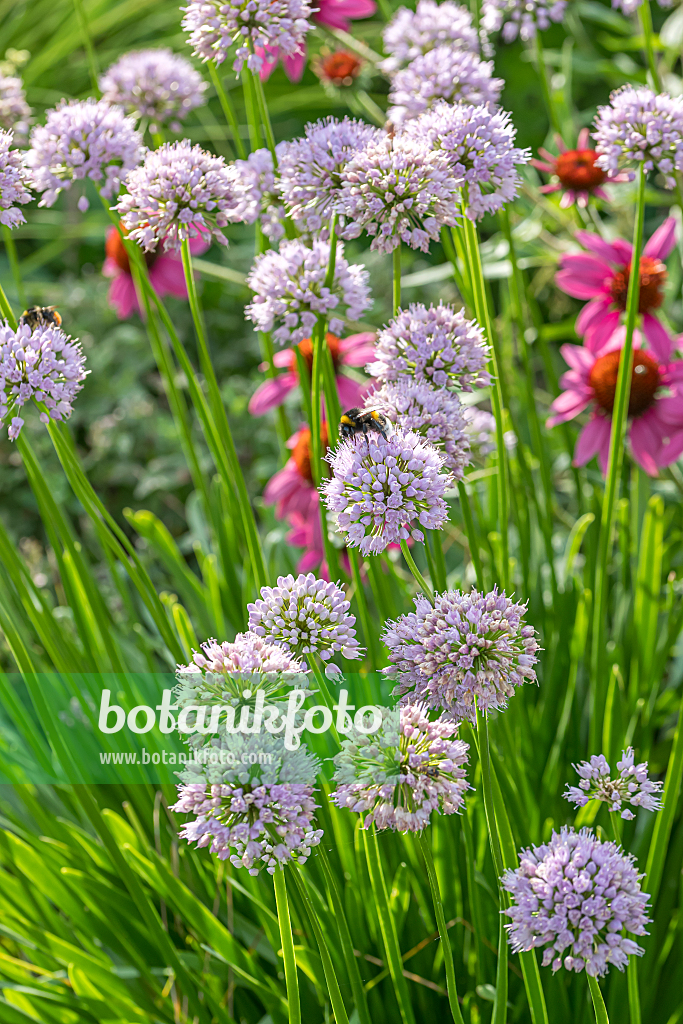 664030 - Giant allium (Allium Summer Beauty)