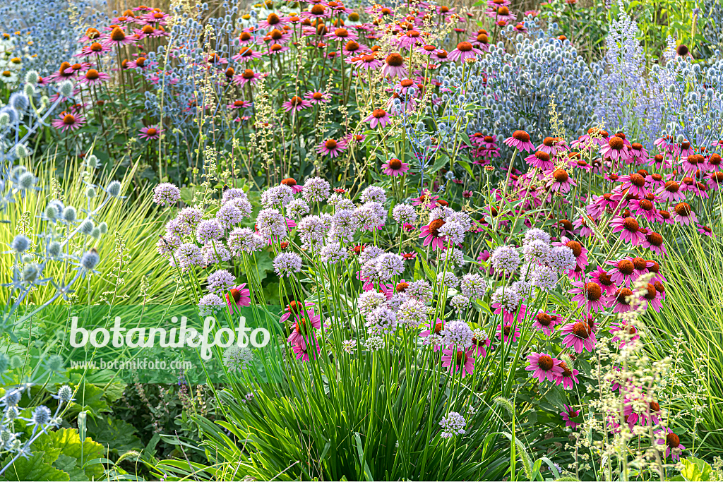664031 - Giant allium (Allium Summer Beauty)