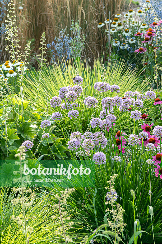 664032 - Giant allium (Allium Summer Beauty)