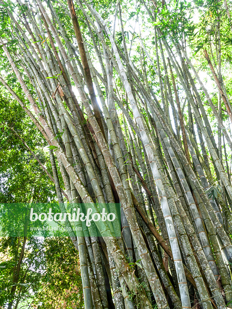 434356 - Giant bamboo (Dendrocalamus giganteus)