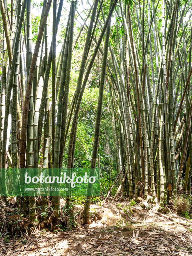 434357 - Giant bamboo (Dendrocalamus giganteus)