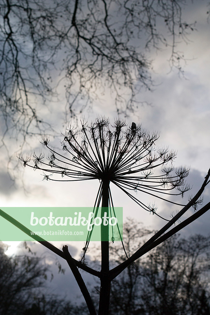 551008 - Giant cow parsnip (Heracleum mantegazzianum)