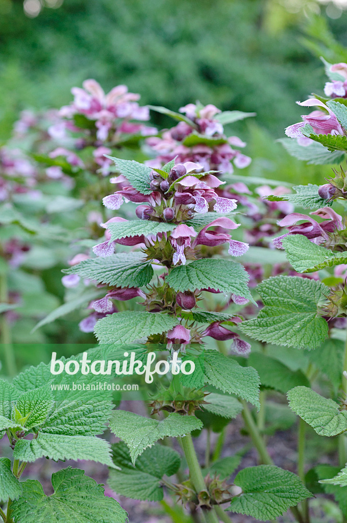 471326 - Giant dead nettle (Lamium orvala)