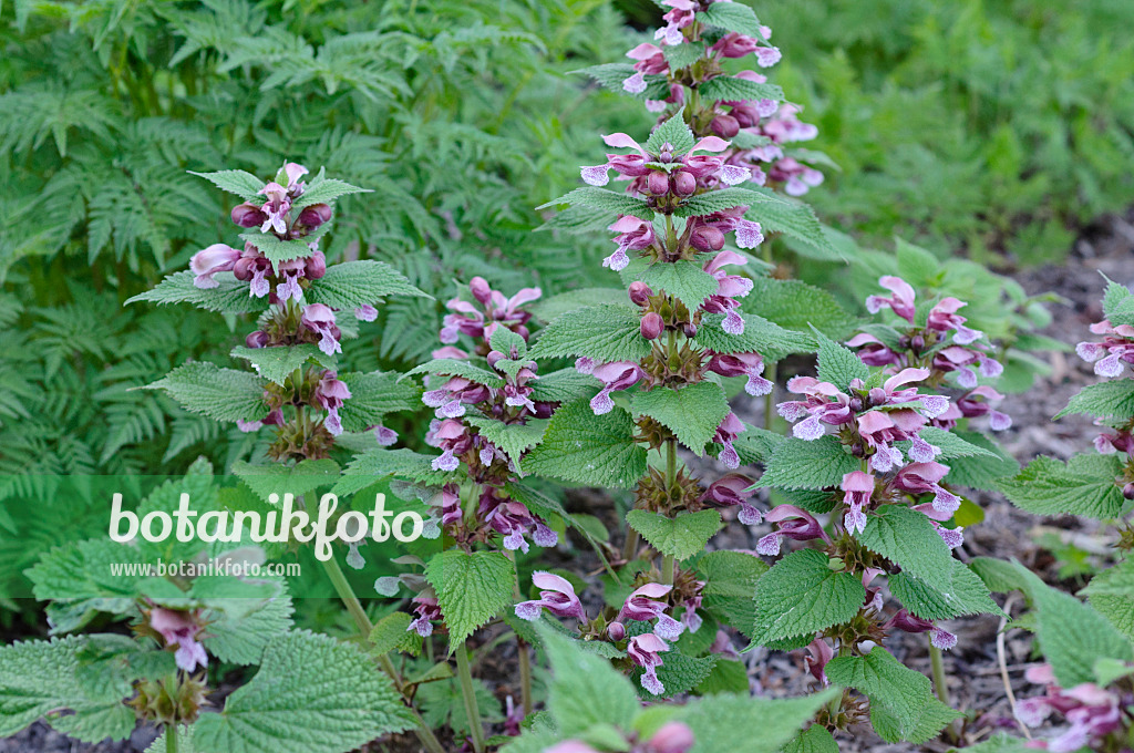 471327 - Giant dead nettle (Lamium orvala)