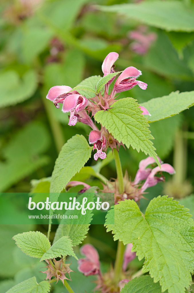 531148 - Giant dead nettle (Lamium orvala)